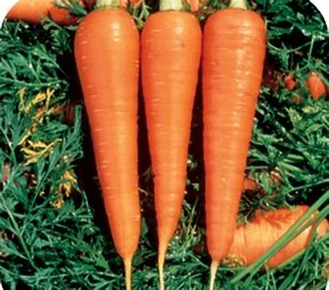 Carrot Danvers 126