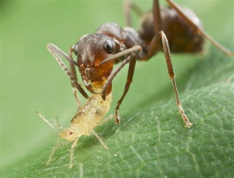 Ant carrying aphid 12 | Ants farming aphids. When a particul… | Flickr