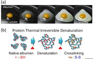 Denatured Enzyme Diagram | Free Images at Clker.com - vector clip art ...