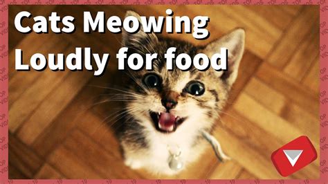 Cats Meowing Loudly For Food (TOP 10 BEST VIDEOS) - YouTube