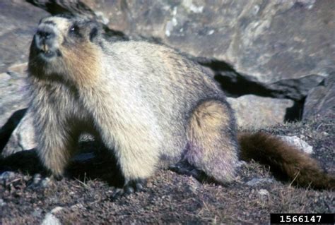 Hoary Marmot - Marmota caligata - NatureWorks