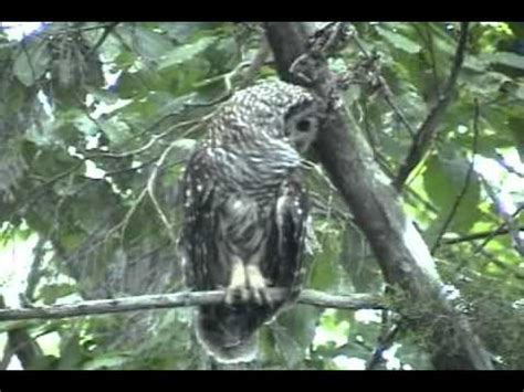 Barred Owl - Huntsville Alabama - 13 August 2011 - YouTube