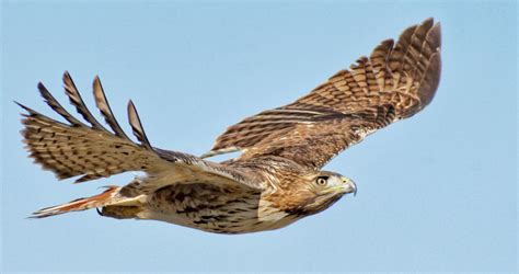 Red-tailed Hawk Sounds, All About Birds, Cornell Lab of Ornithology