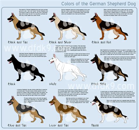 German Shepherd Colors by *MauserGirl on deviantART | misc pictures ...