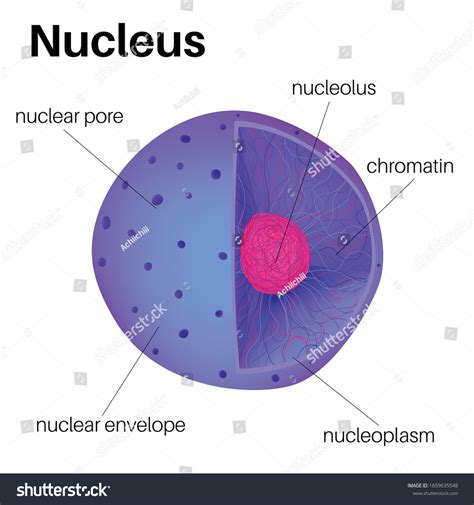 2,022 Nucleolus Images, Stock Photos & Vectors | Shutterstock