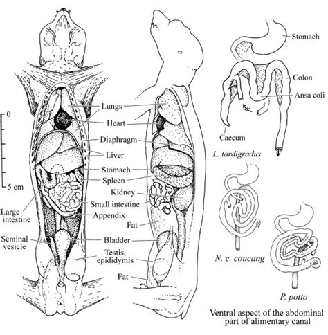 diagram of the human body with labels and description for each section ...