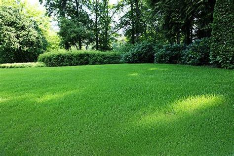 Lawn Mole Damage Repair | Moles Damage Lawn | Nashville Tennessee