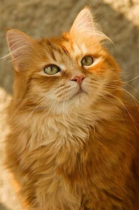 Long Haired Orange Cats For Sale - Cat Meme Stock Pictures and Photos