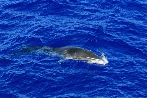 Antarctic Minke Whale | Antarctic Minke Whale surfacing in t… | Flickr