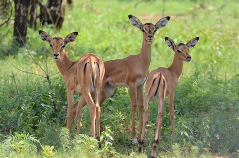 Our 7 favorite safari animals in Malawi » 1 2 Travel Africa