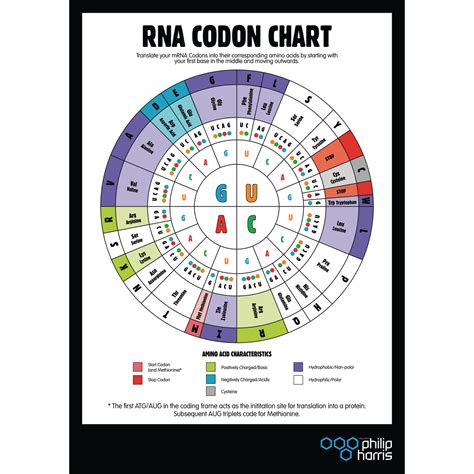 Codon chart 325354-Codon chart mrna