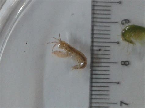 Guideline identification amphipod species. What species is this amphipod?