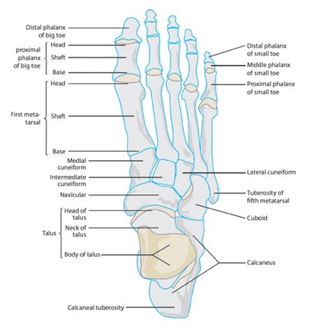 What To Do With A Broken Little Toe - Symptoms And Treatment