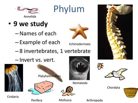 PPT - Introduction to Zoology: Classification, Taxonomy Intro, and Body ...