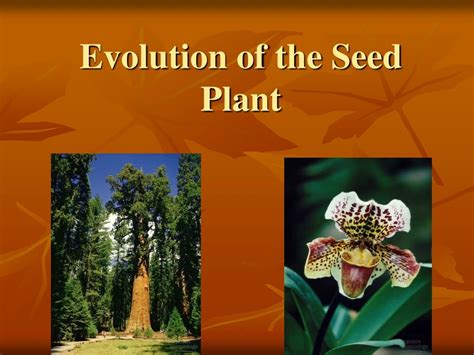 PPT - Evolution of the Seed Plant PowerPoint Presentation, free ...