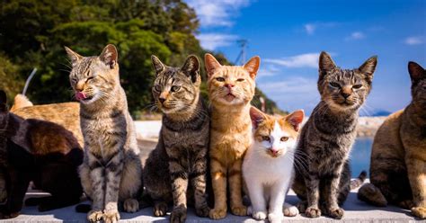 Best Time to See Aoshima (Cat Island) in Japan 2019 - Rove.me