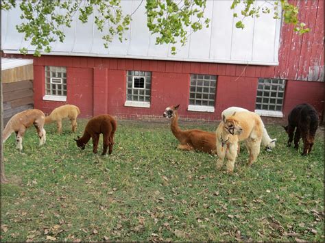 Slisen's Happy Place: Visit to an Alpaca Farm