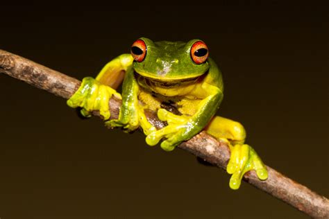 Fact File: Red-eyed tree frog (Litoria chloris) - Australian Geographic