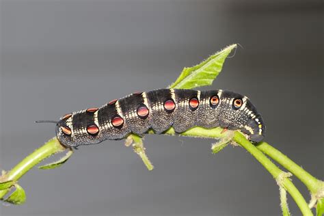 Hawk moth caterpillars in Townsville