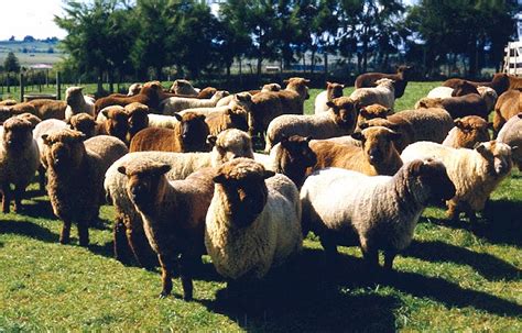 Woolshed 1: Sheep breeds in New Zealand