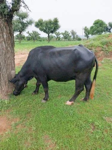 Female Black Buffalo at Rs 85000/unit in Ajmer | ID: 21252558133