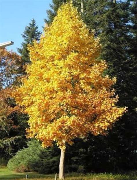 Liriodendron tulipifera - American Tulip Tree - The Seed Vine