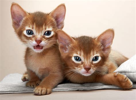 Abyssinian Cat Info, Personality, Colors, Pictures, Video