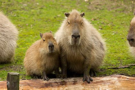 Capybaras as Pets: Can You Do This and… Should You? - The Pet Savvy