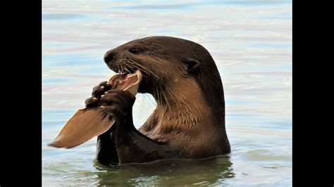 Otter Eating Fish / Otter Encounter With Dog - YouTube