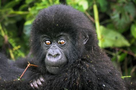 Congo Mountain Gorilla Families - Virunga National Park Congo