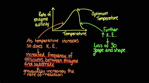 2.5 Factors affecting enzyme activity - YouTube