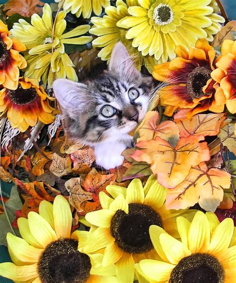 Baby Kitty Cat Munching Fall Leaves - Cute Kitten in Autumn Colors with ...