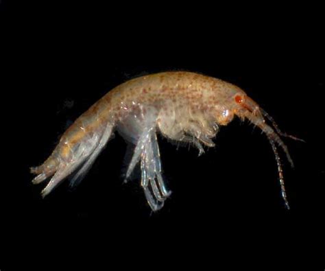 Strange Waters: January 29, 2011 : Amphipods