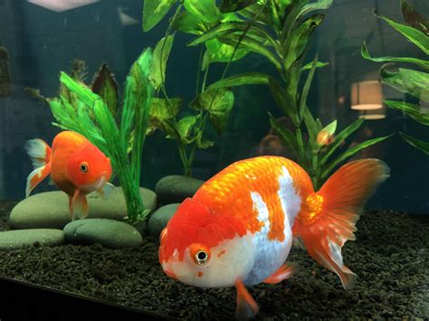 A Couple of Ranchu : r/Goldfish