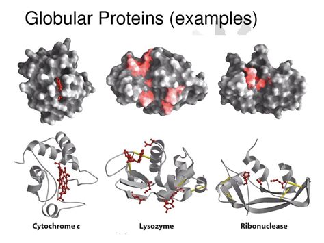 Proteins: Higher Order Structure - ppt download