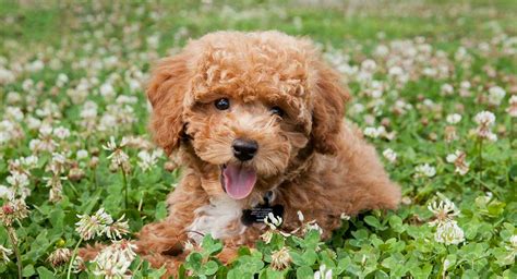 Small Poodle Mixes - Top Ten Cute Curly Cross Breeds