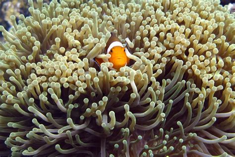 Clownfish In Anemone