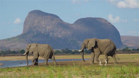 Wildlife in Mozambique | Discover Africa Safaris