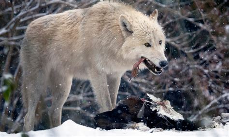 6 Things Wolves Like to Eat Most (Diet & Facts)