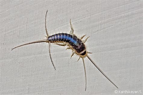 Silverfish – the bookworm! – Karthik's Journal