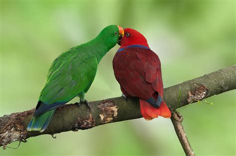 Eclectus Parrot: Bird Species Characteristics & Care