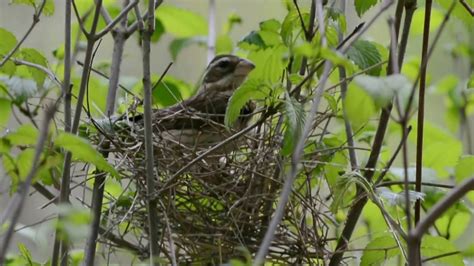 Rose-breasted grosbeak building a nest. - YouTube