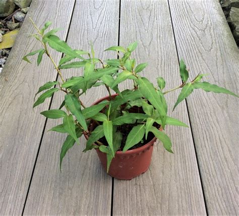 Laksa Leaf Plant (Daun Kesum, Vietnamese Coriander) – Edible plant ...