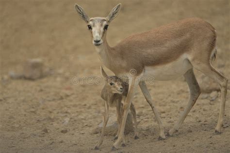 Baby Deer Standing Near Its Mother with a Blurred Background Stock ...