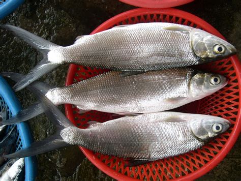 Kandungan Omega 3 Ikan Bandeng Lebih Tinggi dari Ikan Salmon - NAQSDNA.com