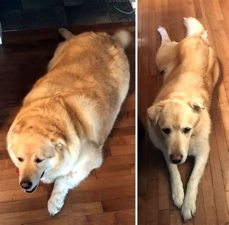 12 Amazing Dog Pictures Before And After Weight Loss - ilovedogscute.com