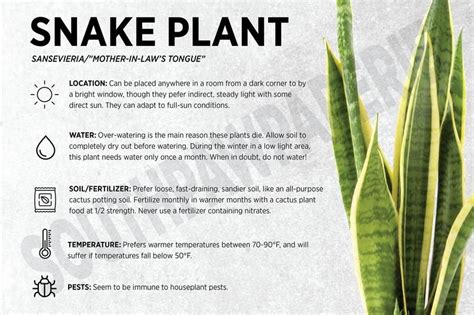 Snake Plant Sansevieria Plant Care Card - Etsy | Binnenplanten, Bloemen ...