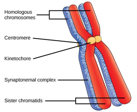 Labeled Chromosome Structure Diagram - img-probe