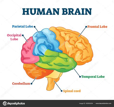 Human brain vector illustration. Labeled anatomical educational parts ...