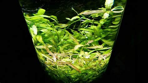 Do I need a filter in my shrimp tank? – Aquarium Shrimp Keeping